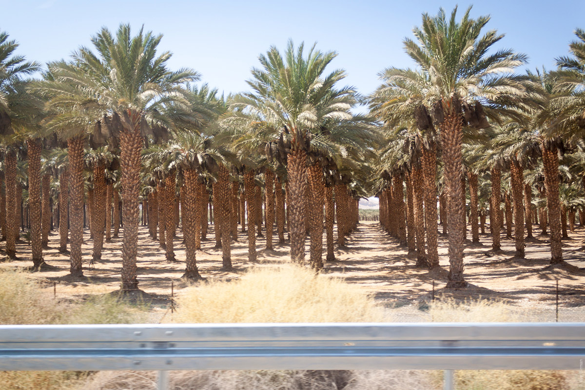 Пальмы по дороге на Мёртвое море в Израиле